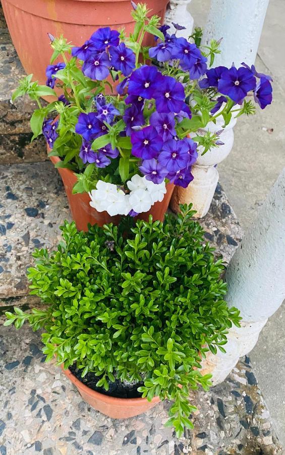 Guesthouse Kamelia Martvili Dış mekan fotoğraf