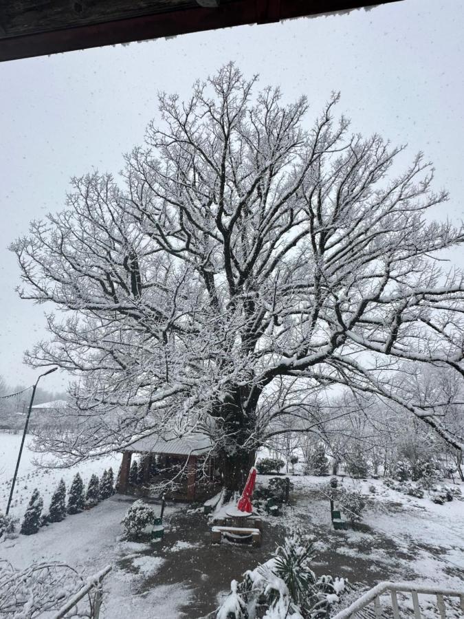 Guesthouse Kamelia Martvili Dış mekan fotoğraf